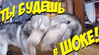 ПРИКОЛЫ С СОБАКАМИ 2019 / хаски на приколе или хозяин ? юмор до слез