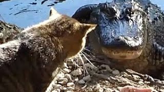 Много, много приколов с животными в главных ролях)))