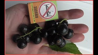 АРКАДИЯ -  поздний сорт  российской селекции.