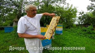 Бакфаст на любительской пасеке.
