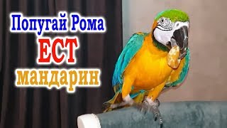 Говорящий попугай Ара ест мандаринку. Попугай говорит "вкусно" по попугайски.