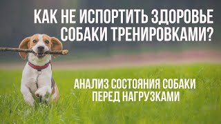 Как не испортить здоровье собаки тренировками? Анализ состояния собаки перед физическими нагрузками.