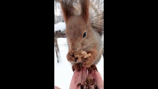 Ушастик ест орешек у меня на ладони / Ushastik eats a nut in my palm