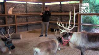 Reindeer at PNC Festival of Lights - Cincinnati Zoo