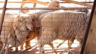 Sheep Shearing Cunnamulla