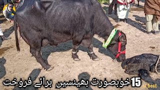 15 Top quality buffalos for sale | heavy milker buffalos | salam mandi sargodha