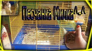 *-*Уборка В Клетки У Песчанки-Милки^-^