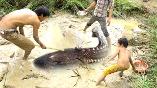 Wow Amazing Fishing - How To Catch Fish By Hand In Cambodia - Catch a lot of fish
