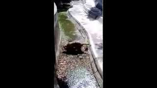 UNCENSORED  VIDEO TIGER KILLED A STUDENT AT DELHI ZOO