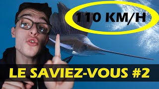 LE SAVIEZ-VOUS # 2 :le poisson le plus rapide du monde