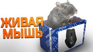 ТОП-1 3 РАЗА ПОДРЯД В PLAYERUNKNOWN'S BATTLEGROUNDS ► PUBG - BATTLEGROUNDS СТРИМ в 2К