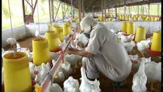 Nuevo video institucional Pollos El Bucanero S.A.