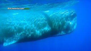 Over 60 Sperm Whales Surround Whale Watching Boat off Dana Point California