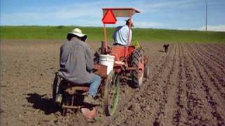 Planting Potatoes