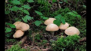 РЯДОВКА МАЙСКАЯ СБОР.очень вкусная