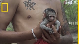 Sauvetage de Kate, un bébé singe Vervet