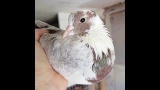 Разговор о бакинских широкохвостых голубях !!!  Обычные бакинские   или  многопёрые ? #pigeon#