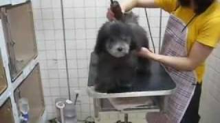 トイプードルシルバーのトリミングデビュー First grooming for Silver Toy poodle