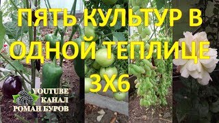 Как выращивать ПЯТЬ разных культур в одной теплице 3х6. Баклажаны перцы томаты виноград розы.