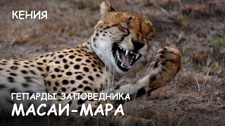 Мир Приключений - Гепарды и шакал. Атака гепардов. Масай Мара. Cheetahs attack. Masai Mara.