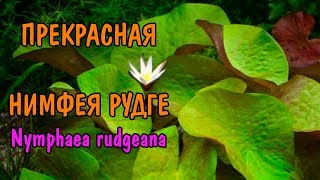 ПРЕКРАСНАЯ НИМФЕЯ РУДГЕ. Nymphaea rudgeana