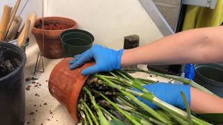 How to repot large cattleya, how to stimulate new roots growth on cattleya. Cattleya skinneri.