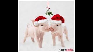 С Новым годом -2020! Будь оригинальным! Подари IPhone с прикольным новогодним гороскопом!