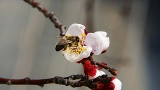 Haykakan Duduk, Армянский Дудук и Бархатистый абрикос