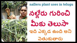నల్లేరు గురించి మీకు తెలుసా |వజ్రవల్లి |అస్తిసంహర |nalleru plant uses in telugu|విరిగిన ఎముకలకి