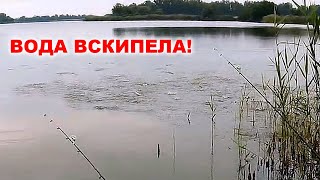 ОКУНЕВЫЙ КОТЕЛ ? Необычный случай на рыбалке