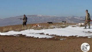 Pointer ile Keklik Avı ( Mehmet ARI ) Dualpointer - Hunting with pointer
