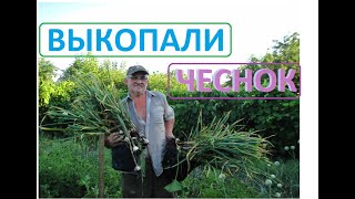 ЧЕСНОК пора выкапывать, пришла лучшая и правильная пора уборки