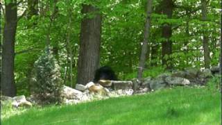 FILTHY FEMALE SASQUATCH ENCOUNTER CAUGHT ON VIDEO