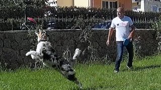 Εκπαίδευση σκύλου στο frisbee σε βήματα