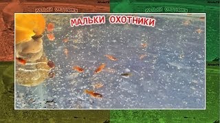 МАЛЬКИ МЕЧЕНОСЦЕВ И ГУППИ ОХОТЯТСЯ
