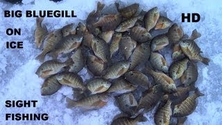 SIGHT FISHING BIG BLUEGILL ON ICE