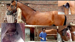 Standing castration in 6 years old stallion / horse by Dr. Ali