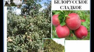 Технология яблоневого сада