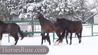 Wild Horses Mating