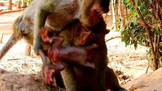 Oops! What's Wrong With Jollyrol? Why She Drag Titan Like this! Very Pity First Baby!