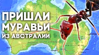 ПРИШЛИ МУРАВЬИ ИЗ АВСТРАЛИИ! Iridomyrmex purpureus - МУРАВЬИ МОЕЙ МЕЧТЫ. Meat ants from Australia!