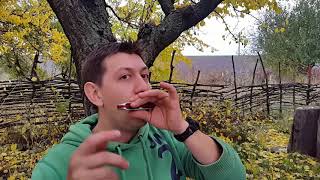 Бенды на втором  отверстии .Урок № 34.Bend on the second hole of the harmonica. Lesson No 34.