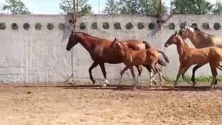 ООО "Ахалтекинец" Продажа ахалтекинских лошадей.Sales of Akhal-Teke horses http://akhaltekellc.com