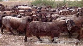 طلايق قبرصي واناث احجام جامبو