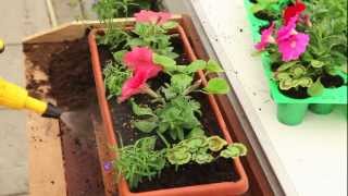 Géranium, pétunia et lobelia