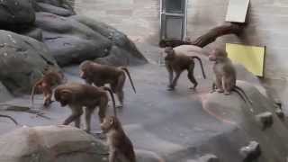 Pavianen Frankfurter Zoo