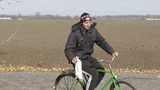 Ястреб долбит голубей | Hawk hammering pigeons