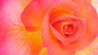 Antonio Vivaldi: Concerto for 3 violins 'per eco in lontano', strings & bc in A major (RV 552)-I.II.
