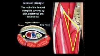 Femoral Triangle - Everything You Need To Know - Dr. Nabil Ebraheim