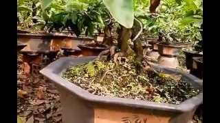 Bán cây mai tết dáng đẹp tựa bonsai cao 70cm giá 450.000đ/cây